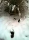 carousel chooser